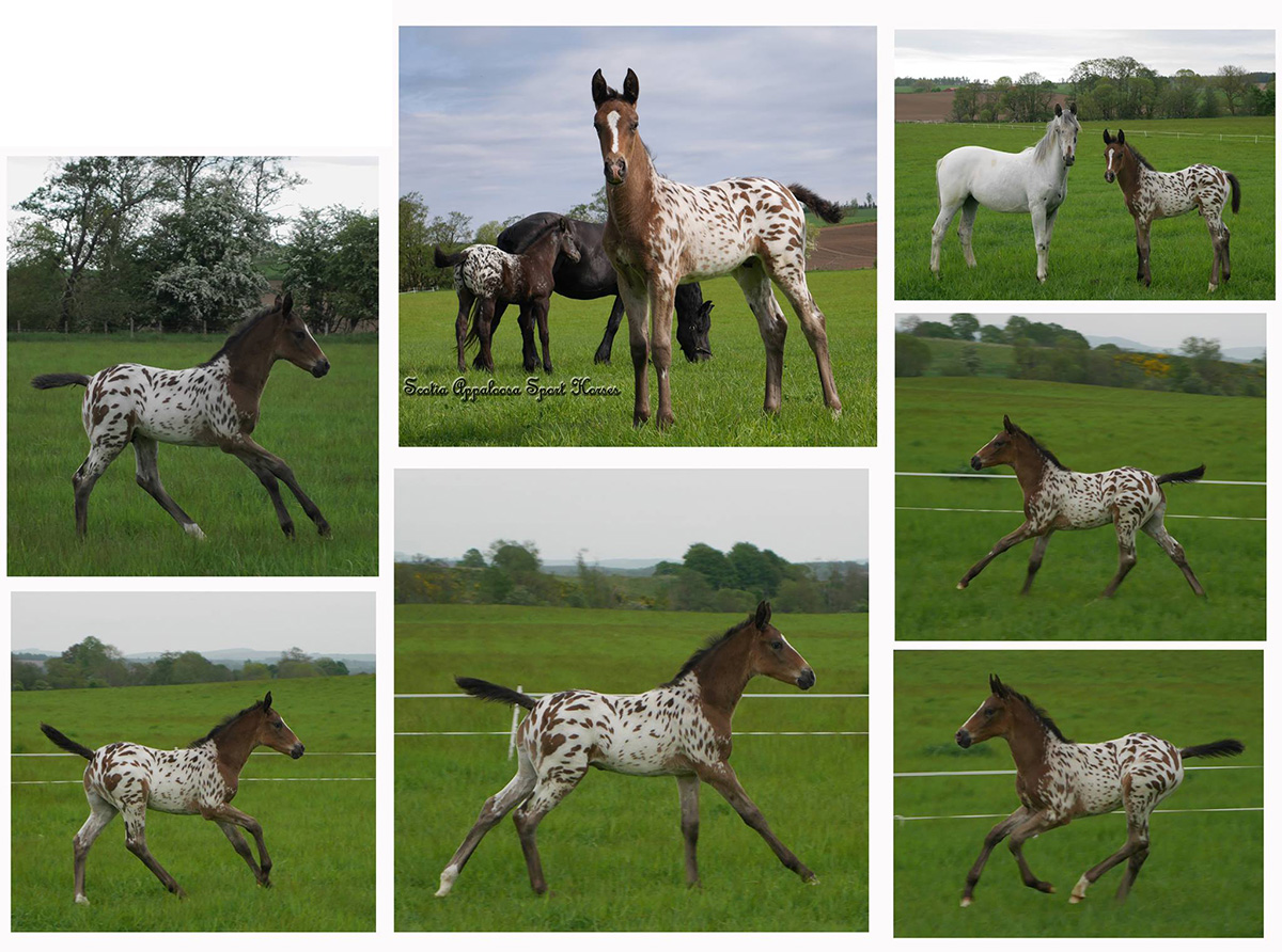 Scotia Appaloosa Sport Horses